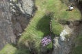 Atlantic puffin and pinks Royalty Free Stock Photo