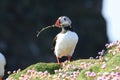 Atlantic puffin and pink thrift flowers