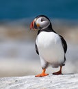 An Atlantic Puffin Portrait