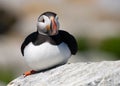 An Atlantic Puffin Portrait