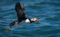 An Atlantic Puffin Portrait