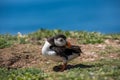 An Atlantic puffin preening its feathers Royalty Free Stock Photo