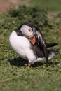 Atlantic Puffin preening Royalty Free Stock Photo