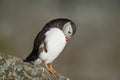 Atlantic Puffin preening on rock Runde island Norway Royalty Free Stock Photo