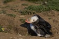 Atlantic puffin preening on Skomer Island Royalty Free Stock Photo