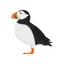 Atlantic puffin in profile isolated on a white background Royalty Free Stock Photo