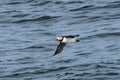 Atlantic Puffin Flying near Eastern Egg Island Royalty Free Stock Photo