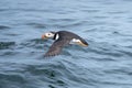 Atlantic Puffin flying near Eastern Egg Island Royalty Free Stock Photo