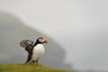 Atlantic Puffin in the rain Royalty Free Stock Photo