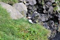 The Atlantic puffin relaxing in the grass seen in Iceland