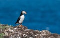 Atlantic Puffin with the Atlantic ocean in the background