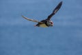 An Atlantic puffin returning back from sea