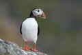 Atlantic Puffin on rock looking sideways Runde island Norway