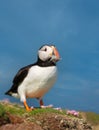 Atlantic puffin with sand eels in the beak Royalty Free Stock Photo