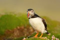 Atlantic puffin with sand eels in the beak on a coastal area of Scotland, UK Royalty Free Stock Photo