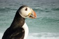 Atlantic puffin with sand eels Royalty Free Stock Photo