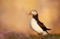 Atlantic puffin with sand eels on a coastal area Royalty Free Stock Photo