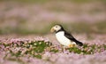 Atlantic puffin with sand eels in pink sea thrift flowers Royalty Free Stock Photo