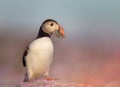 Atlantic puffin with sand eels in pink sea thrift flowers Royalty Free Stock Photo