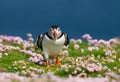 Atlantic puffin with sand eels in pink sea thrift flowers Royalty Free Stock Photo