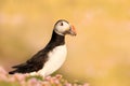 Atlantic puffin with sand eels standing on grass with pink flowers Royalty Free Stock Photo