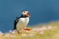 Atlantic puffin with sand eels walking on a meadow in summer Royalty Free Stock Photo