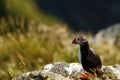 Atlantic puffin seen in Runde island in Norway sitting on the cliff, Plenty of space left for copy, cute bird, lovely