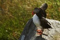 Atlantic puffin seen in Runde island in Norway sitting on the cliff, Plenty of space left for copy, cute bird, lovely