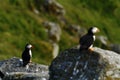 Atlantic puffin seen in Runde island in Norway sitting on the cliff, Plenty of space left for copy, cute bird, lovely