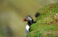 Atlantic puffin, Shetland Royalty Free Stock Photo
