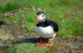 Atlantic puffin, Shetland Royalty Free Stock Photo