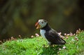Atlantic puffin, Shetland Royalty Free Stock Photo