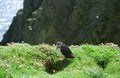 Atlantic puffin, Shetland Royalty Free Stock Photo
