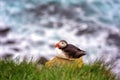 Atlantic puffin single bird on the stone against the ocean background, animals in the wild