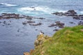 Atlantic puffin single bird on the stone against the ocean background, beautiful summer landscape