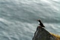 Atlantic Puffin sitting on cliff, bird in nesting colony, arctic black and white cute bird with colouful beak, bird on rock Royalty Free Stock Photo