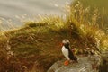 Atlantic Puffin sitting on cliff, bird in nesting colony, arctic black and white cute bird with colouful beak, bird on rock Royalty Free Stock Photo