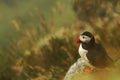 Atlantic Puffin sitting on cliff, bird in nesting colony, arctic black and white cute bird with colouful beak, bird on rock Royalty Free Stock Photo
