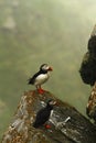 Atlantic Puffin sitting on cliff, bird in nesting colony, arctic black and white cute bird with colouful beak, bird on rock Royalty Free Stock Photo