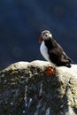 Atlantic Puffin sitting on cliff, bird in nesting colony, arctic black and white cute bird with colouful beak, bird on rock