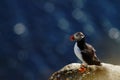 Atlantic Puffin sitting on cliff, bird in nesting colony, arctic black and white cute bird with colouful beak, bird on rock