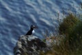 Atlantic Puffin sitting on cliff, bird in nesting colony, arctic black and white cute bird with colouful beak, bird on rock Royalty Free Stock Photo