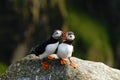 Atlantic Puffin sitting on cliff, bird in nesting colony, arctic black and white cute bird with colouful beak, bird on rock