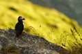 Atlantic Puffin sitting on cliff, bird in nesting colony, arctic black and white cute bird with colouful beak, bird on rock, green