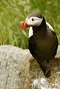 Atlantic Puffin sitting on cliff, bird in nesting colony, arctic black and white cute bird with colouful beak, bird on rock Royalty Free Stock Photo