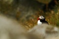 Atlantic Puffin sitting on cliff, bird in nesting colony, arctic black and white cute bird with colouful beak, bird on rock Royalty Free Stock Photo