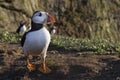 Atlantic Puffin on Skomer Island, Wales