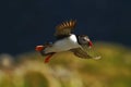 Atlantic puffin with small sandeels in its beak flying against dark blue ocean