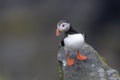 Atlantic Puffin Royalty Free Stock Photo