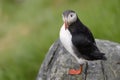 Atlantic Puffin Royalty Free Stock Photo